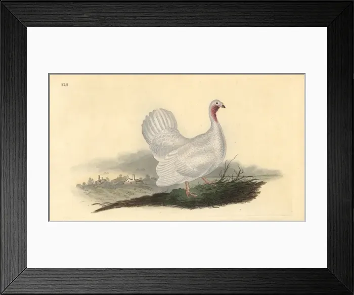 Framed Print : White turkey, Melagris gallopavo (variant) Framed Print : White turkey, Melagris gallopavo (variant)