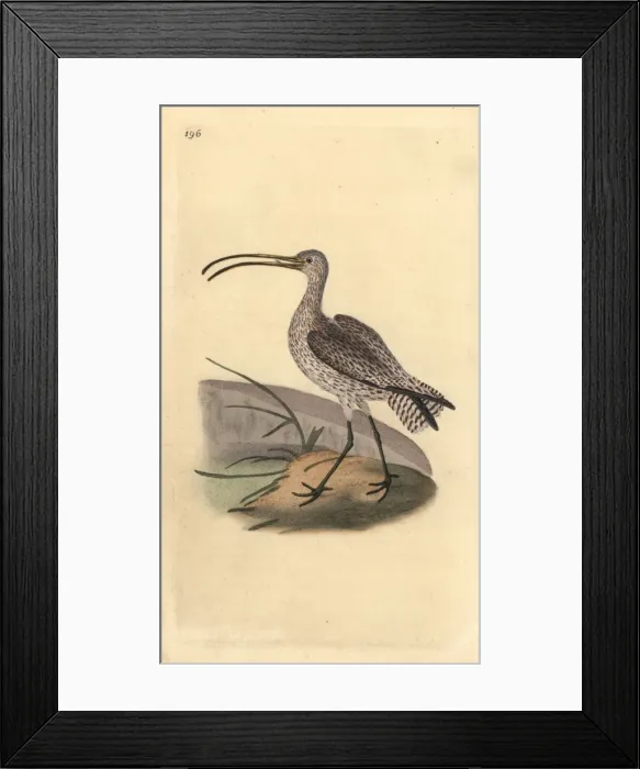 Framed Print : Eurasian curlew, Numenius arquata Framed Print : Eurasian curlew, Numenius arquata