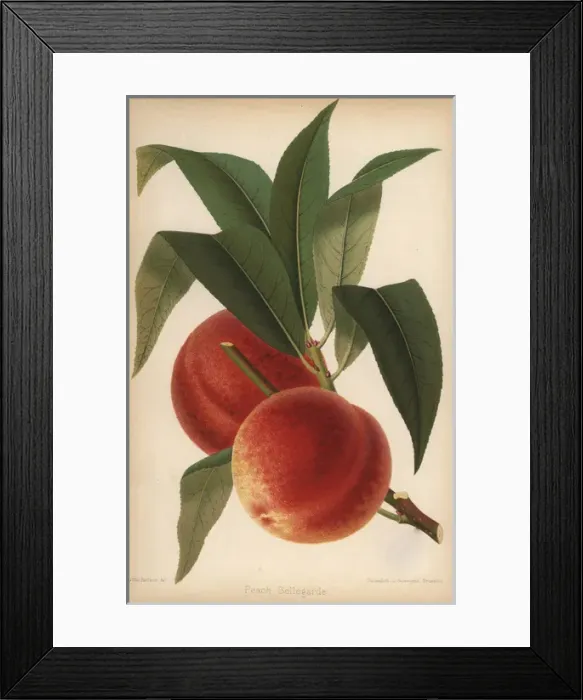 Framed Print : Peach cultivar, Bellegarde, Prunus persica Framed Print : Peach cultivar, Bellegarde, Prunus persica