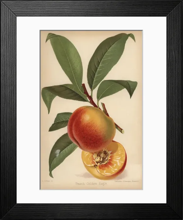 Framed Print : Peach cultivar, Golden Eagle, Prunus persica Framed Print : Peach cultivar, Golden Eagle, Prunus persica