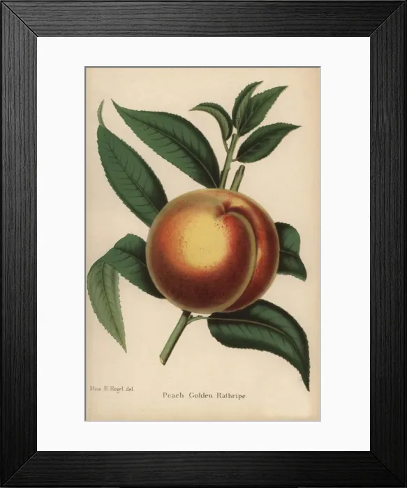Framed Print : Peach cultivar, Golden Rathripe, Prunus persica Framed Print : Peach cultivar, Golden Rathripe, Prunus persica