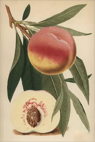 Peach a Bec, Prunus persica cultivar