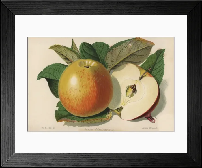 Framed Print : Apple cultivar, Washington, Malus domestica Framed Print : Apple cultivar, Washington, Malus domestica