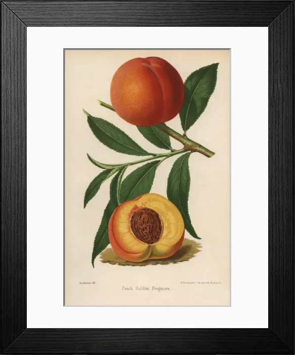 Framed Print : Peach cultivar, Golden Frogmore, Prunus persica Framed Print : Peach cultivar, Golden Frogmore, Prunus persica
