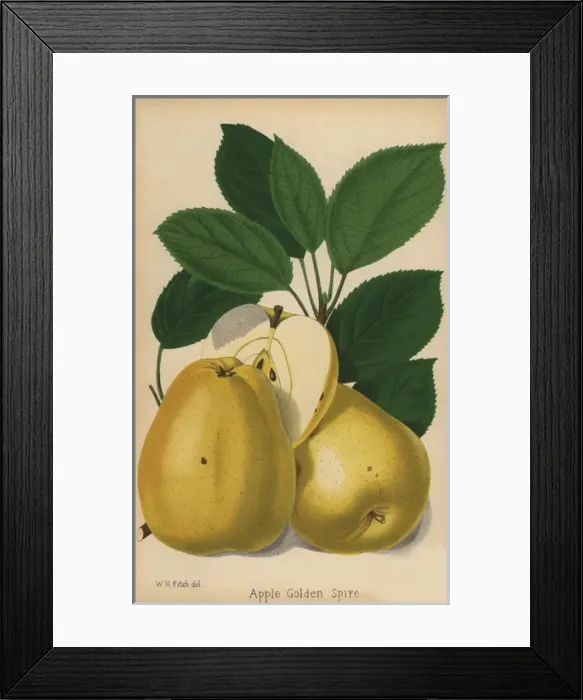 Framed Print : Apple cultivar, Golden Spire, Malus domestica Framed Print : Apple cultivar, Golden Spire, Malus domestica