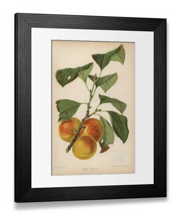 Framed Print : Plum cultivar, Harriet, Prunus domestica Framed Print : Plum cultivar, Harriet, Prunus domestica
