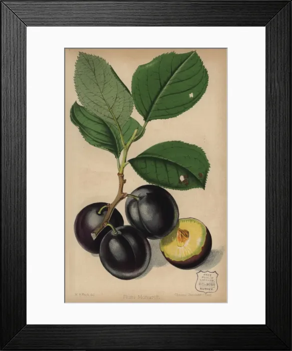 Framed Print : Plum cultivar, Monarch, Prunus domestica Framed Print : Plum cultivar, Monarch, Prunus domestica