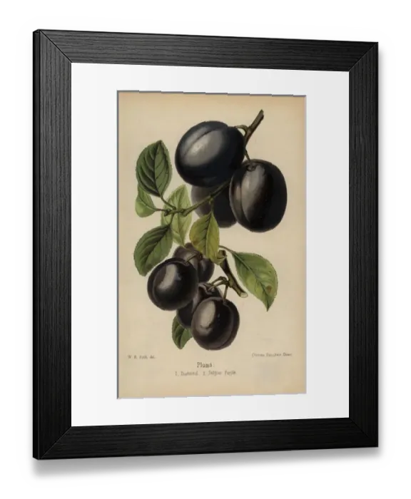 Framed Print : Plum cultivars: Diamond and Belgian Purple Framed Print : Plum cultivars: Diamond and Belgian Purple