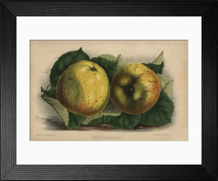 Framed Print : Apple cultivar, Schoolmaster, Malus domestica Framed Print : Apple cultivar, Schoolmaster, Malus domestica