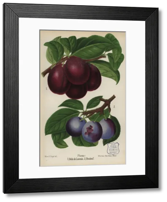 Framed Print : Plum cultivars: Belle de Louvain and Boulouf Framed Print : Plum cultivars: Belle de Louvain and Boulouf
