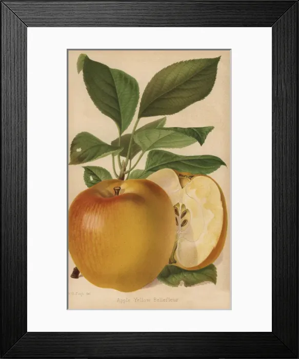 Framed Print : Apple variety, Yellow Bellefleur, Malus domestica Framed Print : Apple variety, Yellow Bellefleur, Malus domestica