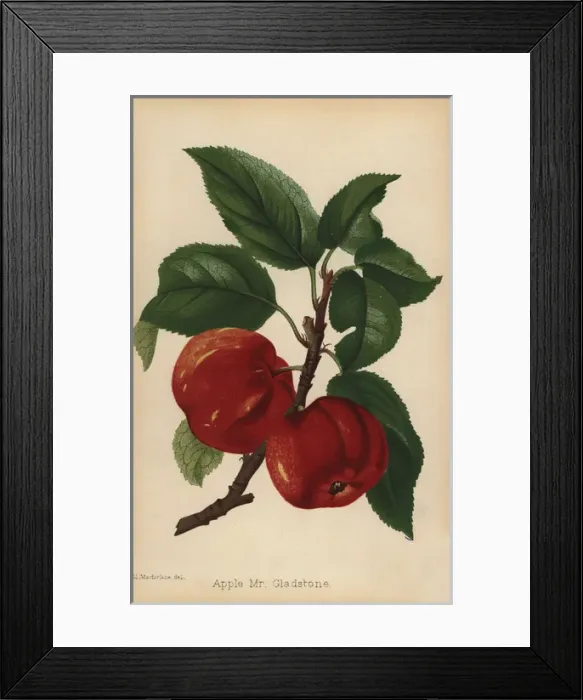 Framed Print : Apple, Mr Gladstone variety, Malus domestica Framed Print : Apple, Mr Gladstone variety, Malus domestica