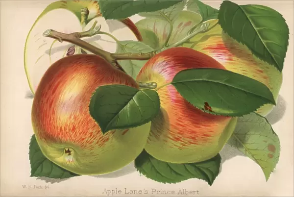 Apple variety, Lanes Prince Albert, Malus domestica