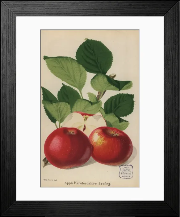 Framed Print : Apple variety, Herefordshire Beefing, Malus domestica Framed Print : Apple variety, Herefordshire Beefing, Malus domestica