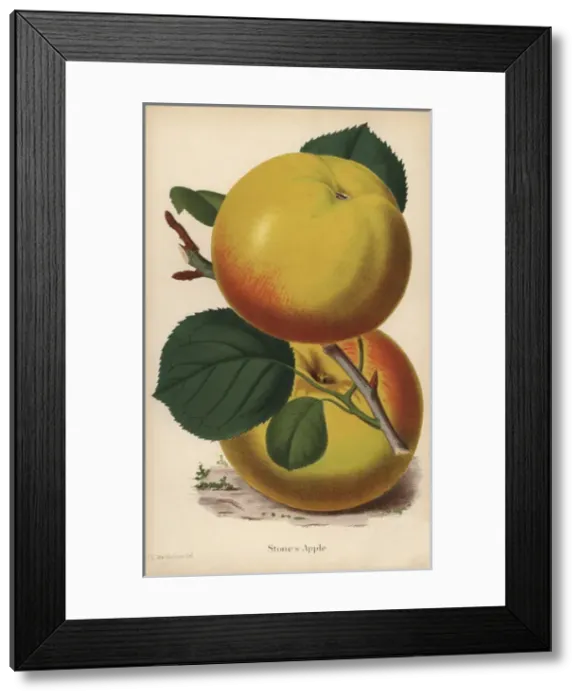 Framed Print : Stones apple, Malus domestica variety Framed Print : Stones apple, Malus domestica variety