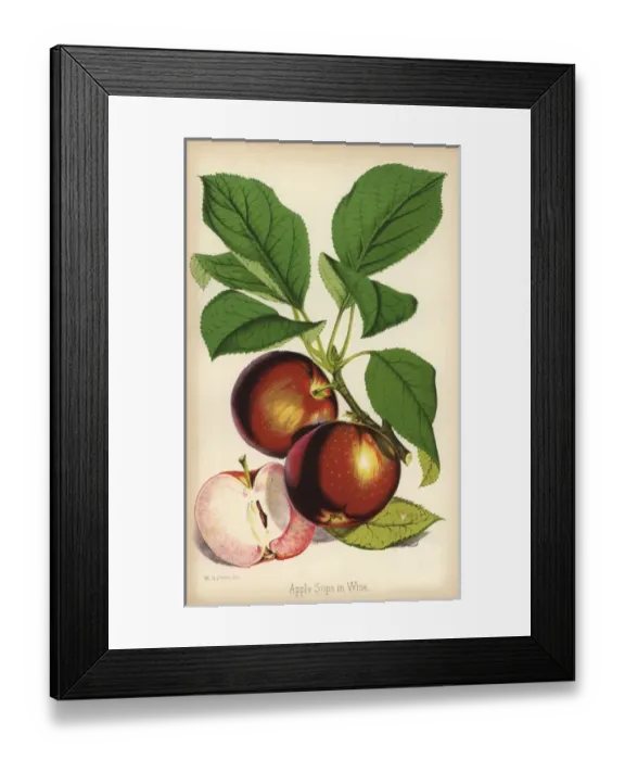 Framed Print : Apple variety, Sops in Wine, Malus domestica Framed Print : Apple variety, Sops in Wine, Malus domestica