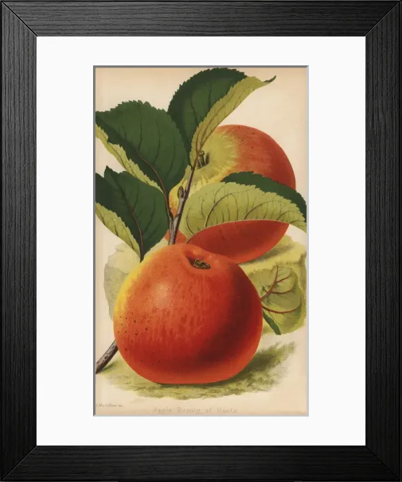 Framed Print : Beauty of Hants, apple variety, Malus domestica Framed Print : Beauty of Hants, apple variety, Malus domestica