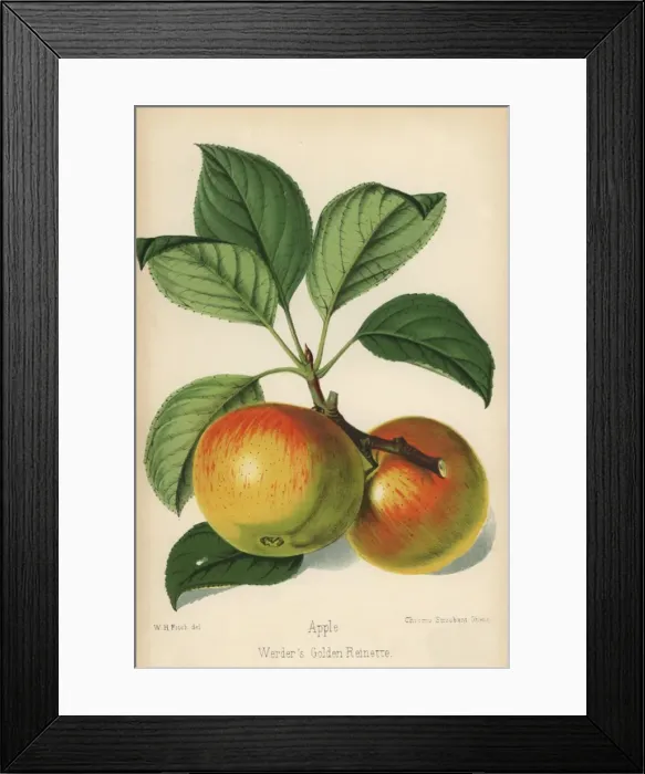 Framed Print : Werders Golden Reinette apple, Malus domestica Framed Print : Werders Golden Reinette apple, Malus domestica