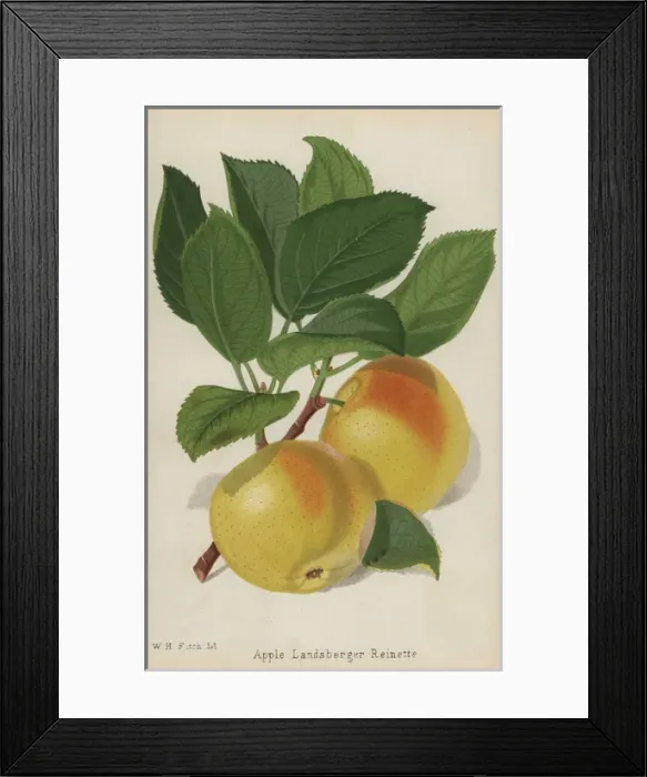 Framed Print : Landsberger Reinette apple variety, Malus domestica Framed Print : Landsberger Reinette apple variety, Malus domestica