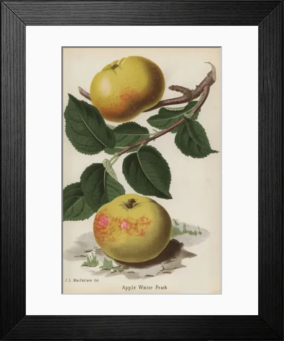 Framed Print : Winter Peach apple variety, Malus domestica Framed Print : Winter Peach apple variety, Malus domestica