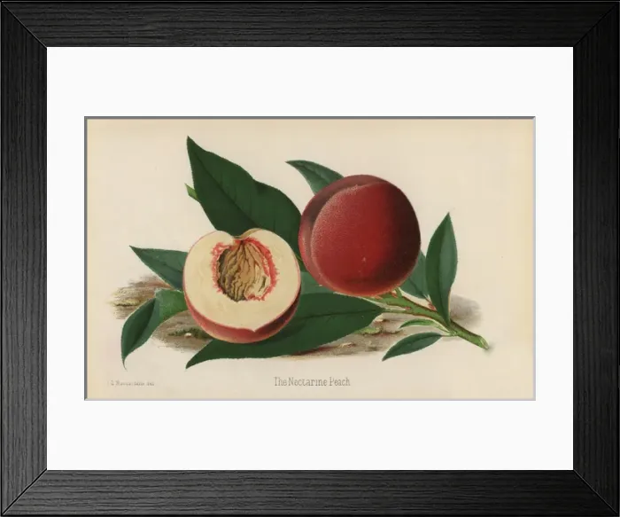 Framed Print : The Nectarine Peach, Prunus persica Framed Print : The Nectarine Peach, Prunus persica