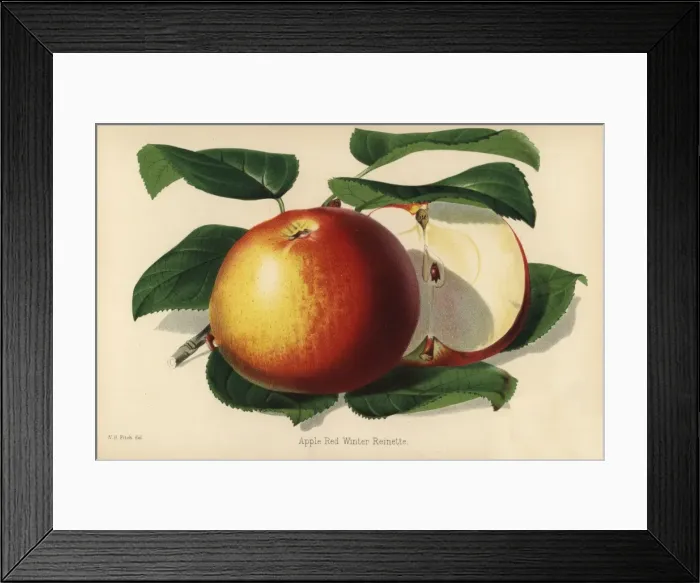 Framed Print : Picture No. 10936697 Framed Print : Picture No. 10936697
