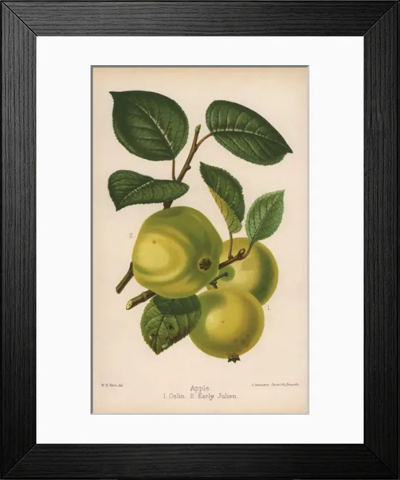 Framed Print : Apple varieties: Oslin and Early Julien, Malus domestica Framed Print : Apple varieties: Oslin and Early Julien, Malus domestica