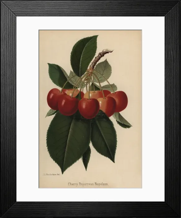 Framed Print : Bigarreau Napoleon cherry, Prunus variety Framed Print : Bigarreau Napoleon cherry, Prunus variety