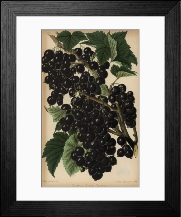 Framed Print : Champion blackcurrant, Ribes nigrum Framed Print : Champion blackcurrant, Ribes nigrum