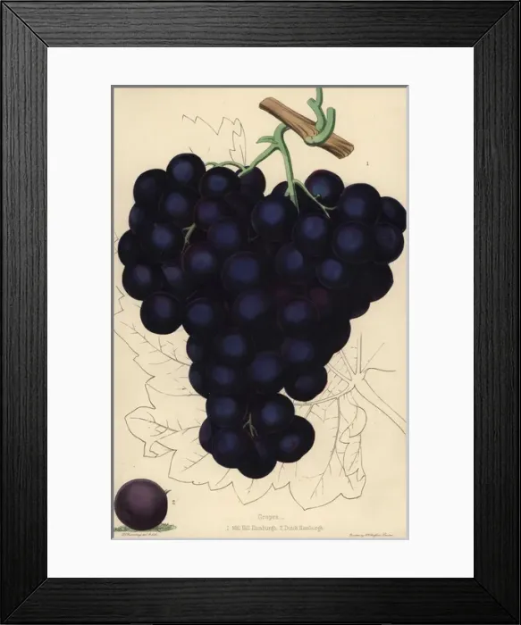 Framed Print : Grape varieties: Mill Hill Hamburgh and Dutch Framed Print : Grape varieties: Mill Hill Hamburgh and Dutch