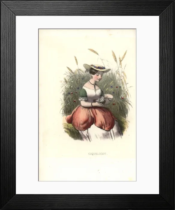 Framed Print : Wild corn poppy flower fairy, Papaver rhoeas Framed Print : Wild corn poppy flower fairy, Papaver rhoeas