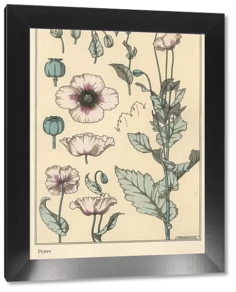Botanical illustration of the poppy, with flower