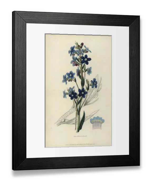 Framed Print : Italian bugloss, Anchusa azurea Framed Print : Italian bugloss, Anchusa azurea