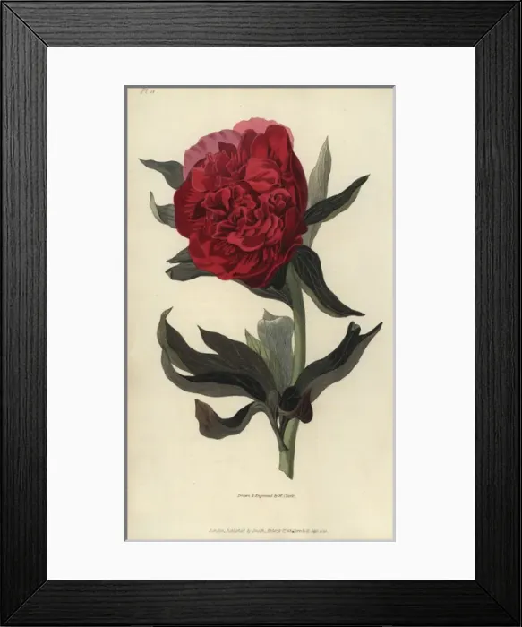Framed Print : Double red peony, Paeonia officinalis rubra plena Framed Print : Double red peony, Paeonia officinalis rubra plena
