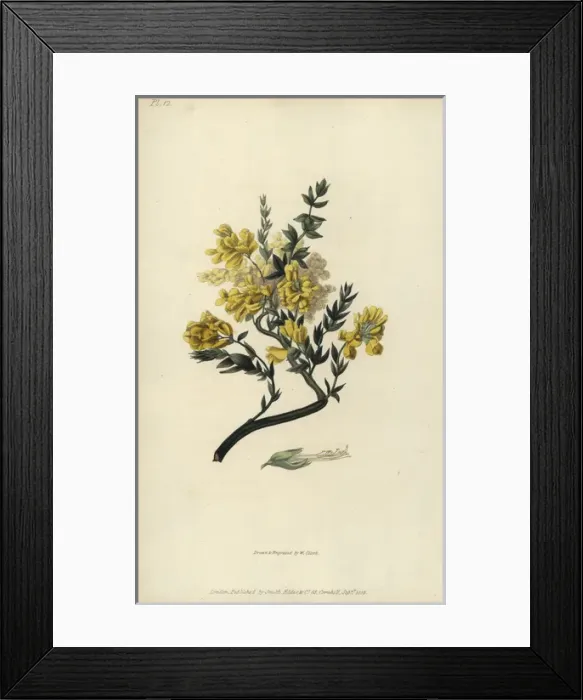 Framed Print : Triangular genista, Genista triquetra Framed Print : Triangular genista, Genista triquetra