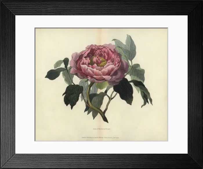 Framed Print : Shrubby peony, Paeonia moutan Framed Print : Shrubby peony, Paeonia moutan