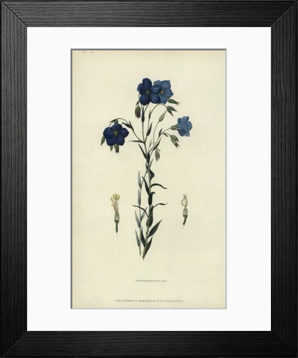 Framed Print : Perennial or Narbonne flax, Linum narbonense Framed Print : Perennial or Narbonne flax, Linum narbonense