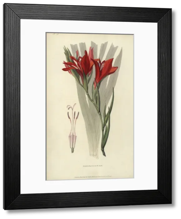 Framed Print : Superb corn flag, Gladiolus cardinalis Framed Print : Superb corn flag, Gladiolus cardinalis