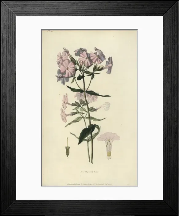 Framed Print : Pale lychnidea, Phlox carnea Framed Print : Pale lychnidea, Phlox carnea