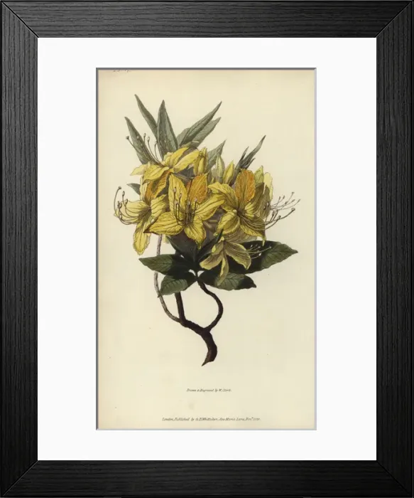 Framed Print : Yellow azalea, Rhododendron luteum Framed Print : Yellow azalea, Rhododendron luteum