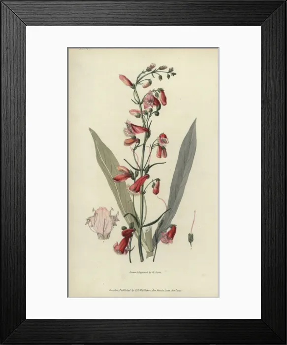 Framed Print : Scarlet bugler, Penstemon barbatus Framed Print : Scarlet bugler, Penstemon barbatus