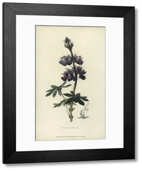 Framed Print : Nootka lupin, Lupinus nootkatensis Framed Print : Nootka lupin, Lupinus nootkatensis