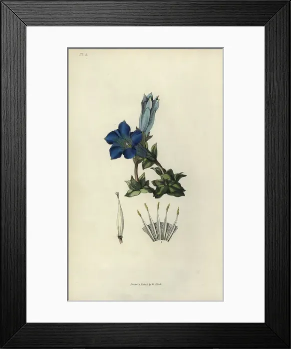 Framed Print : Stemless gentian, Gentiana acaulis Framed Print : Stemless gentian, Gentiana acaulis