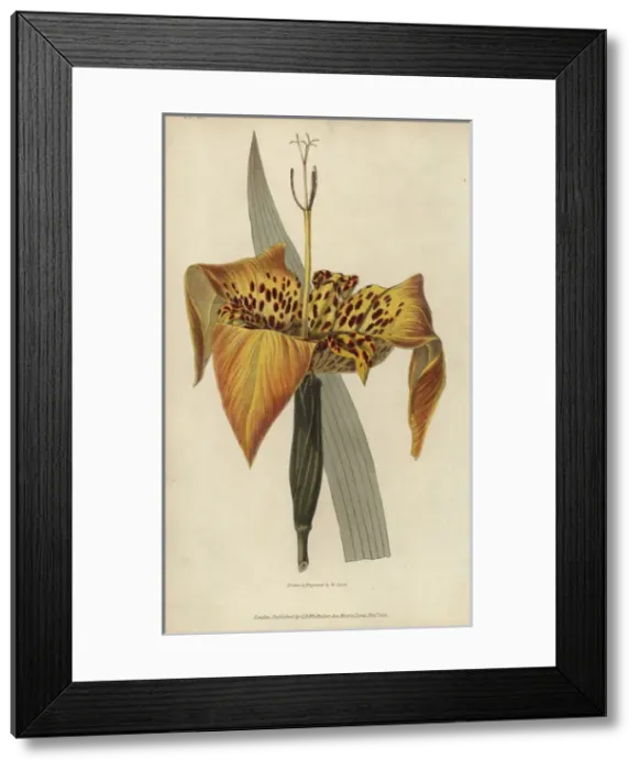 Framed Print : Tiger flower, Tigridia pavonia Framed Print : Tiger flower, Tigridia pavonia