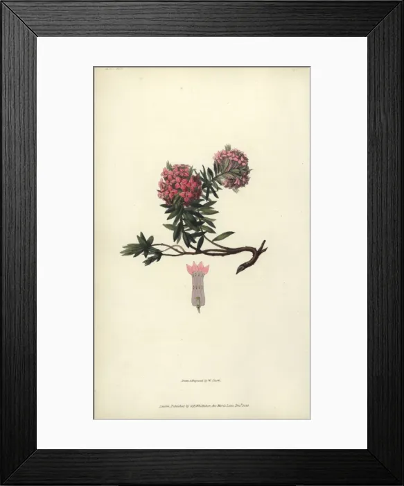 Framed Print : Garland flower, Daphne cneorum Framed Print : Garland flower, Daphne cneorum