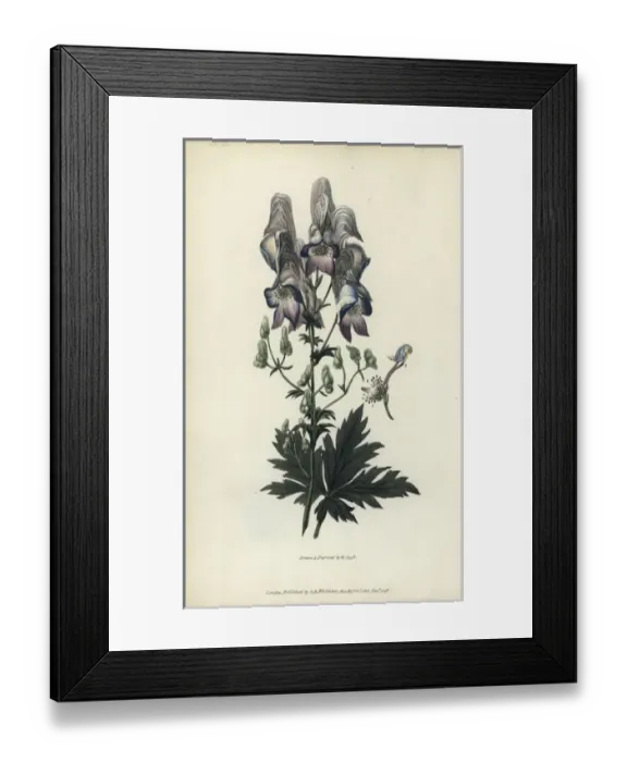 Framed Print : Wolfs bane, Aconitum variegatum Framed Print : Wolfs bane, Aconitum variegatum