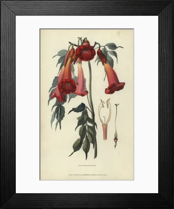 Framed Print : Ash-leaved trumpet flower, Campsis radicans Framed Print : Ash-leaved trumpet flower, Campsis radicans