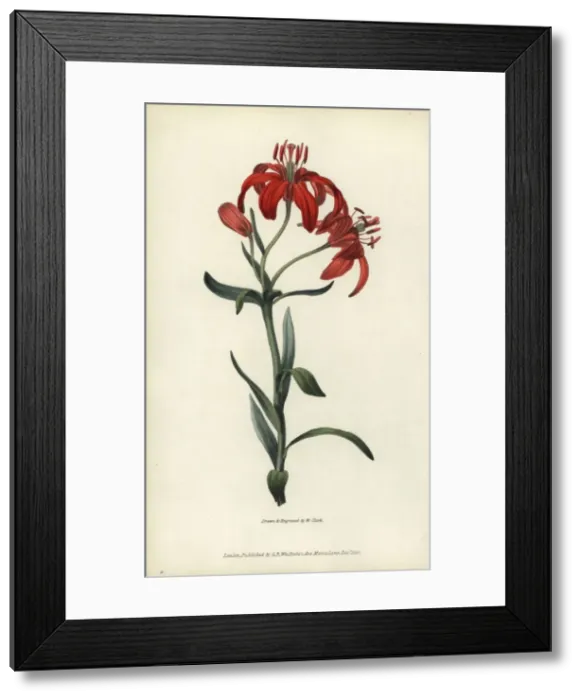 Framed Print : Morning star lily, Lilium concolor Framed Print : Morning star lily, Lilium concolor