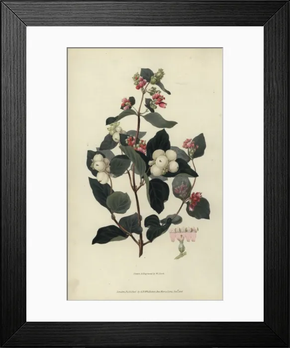 Framed Print : Snowberry, Symphoria racemosa Framed Print : Snowberry, Symphoria racemosa