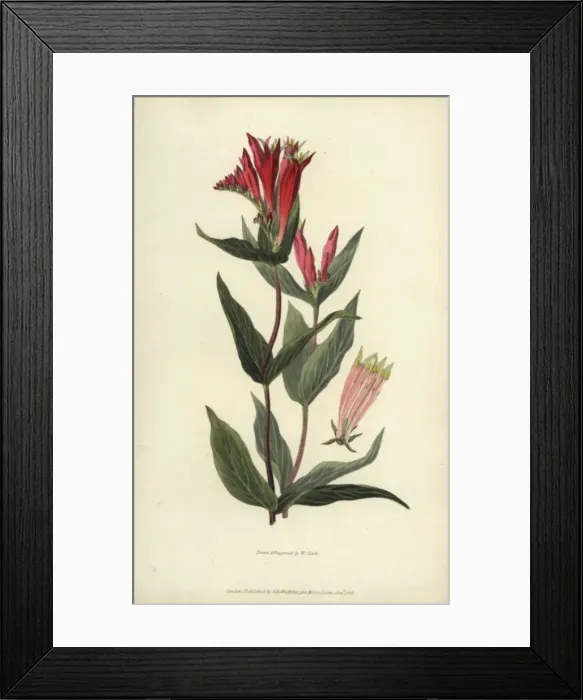 Framed Print : Indian pink, Spigelia marilandica Framed Print : Indian pink, Spigelia marilandica